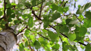 Yeşil ağaç yaprakları ve dallar arasında güneş ışınları. Ormanda dinlenmek.
