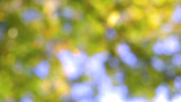 紅葉公園の紅葉とカラフルな木々を背景に — ストック動画