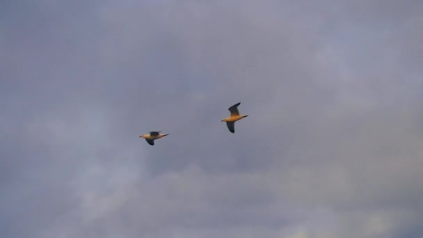 Gaviota Volando Cielo Sobre Las Olas Del Mar — Vídeos de Stock