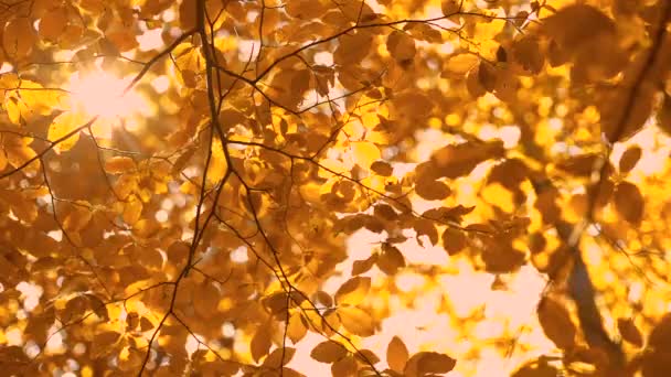 Goldene Herbstbaumblätter Und Sonnenstrahlen Zwischen Ästen Entspannung Wald — Stockvideo