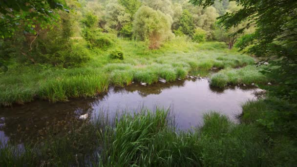 Lago Bosque Montaña Calma Parque Verde — Vídeos de Stock