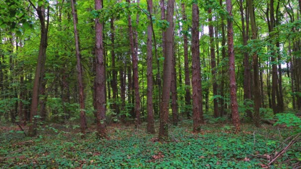 Erdő Zöld Fákkal Relaxációs Reggel Fában — Stock videók