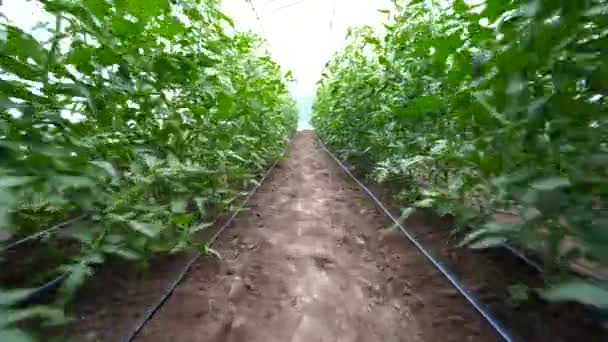 Seradaki Domatesler Organik Sebzeler Bahçecilik — Stok video