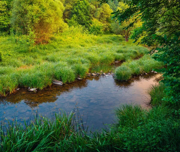 森の中の川 自然背景 — ストック写真