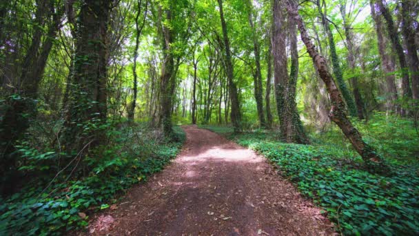 Camino Del Bosque Pájaros Cantando Bosque Luz Soleada Entre Árboles — Vídeo de stock