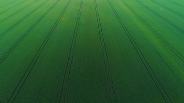 Tarımın yeşil alanının havadan görünüşü. Çiftlik arazisi.