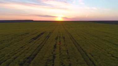 Gün batımında tarımsal yeşil alanda hava manzarası. Çiftlik arazisi.