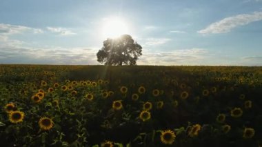 Çiçek açan ayçiçekleri ve günbatımında bir ağaç tarlası.