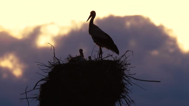 Storks Feeding Babies Nest Sunset Sky Clouds — Stock Video