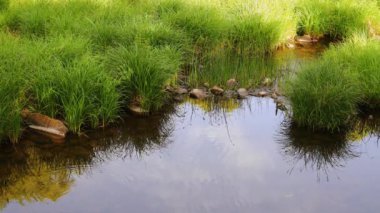 Nehir ve dağ ormanları. Sakin yeşil park.