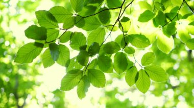 İlkbaharda akçaağaç ağacının taze yeşil yaprakları arasında parlayan güneş..