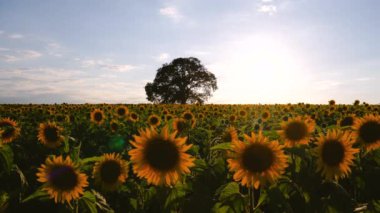 Çiçek açan ayçiçekleri ve günbatımında bir ağaç tarlası.