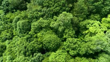 Yeşil vahşi orman, yukarıdan aşağıya doğru manzara. Gizemli orman. 