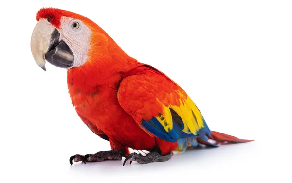 Macaw Papegoja Isolerad Vit Bakgrund — Stockfoto