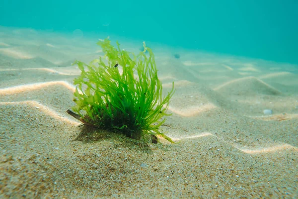 Zwarte Zee Rapan Algen Wandelingen Het Zand Onderwater Uitzicht — Stockfoto