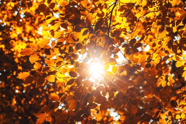 Сияющее Солнце Сквозь Свежие Желтые Листья Клена Осенью — стоковое фото