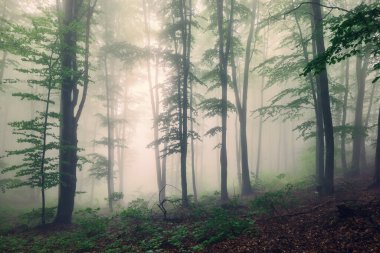 Büyük yeşil ağaç ve sis sisli yeşil ormanda