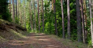 Güzel manzara sabah sihirli güneş ışığı huzurlu orman yolunda yürüyor uzun çam ağaçlarının arasından doğal olarak.