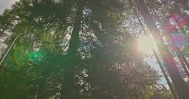 Orman manzarası ve sabah sisi. Güneş ışınlarının sihirli ışığı ağaç dallarının arasından geçiyor.