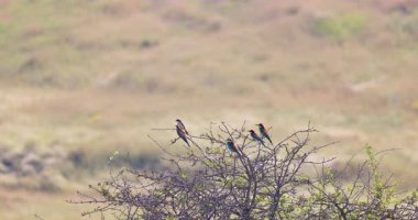 Arı yiyen kuşlar kolonisi doğal ortamdaki bir ağaç dalına tünediler.