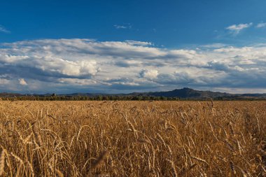 Gün batımında buğday tarlası