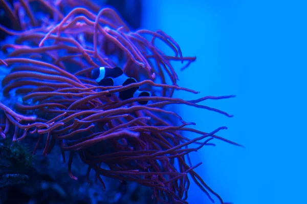 다른 해양 동물 — 스톡 사진
