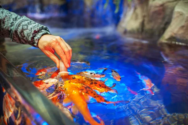 Nourrir les poissons dans l'aquarium — Photo