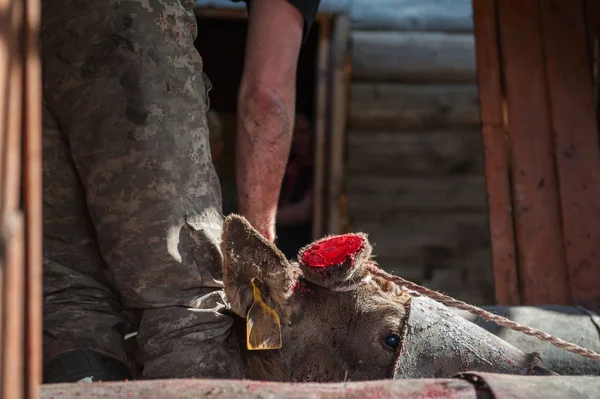 Cięcia maral poroża jelenia ałtajskie — Zdjęcie stockowe