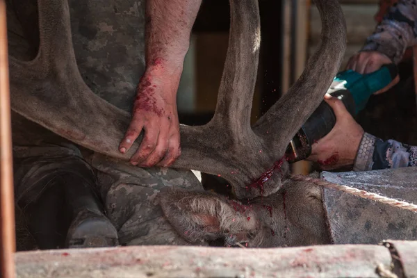 Cutting antlers of Altaic stag maral — Stock Photo, Image