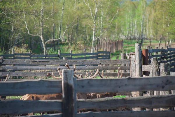 Marals auf dem Bauernhof in Altay — Stockfoto