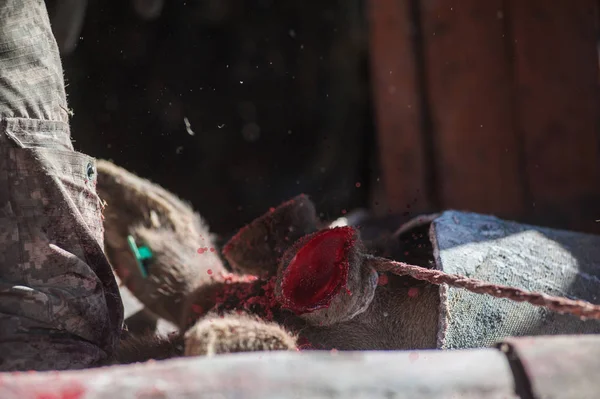 Snijden van geweien van Altaïsche hert maral — Stockfoto