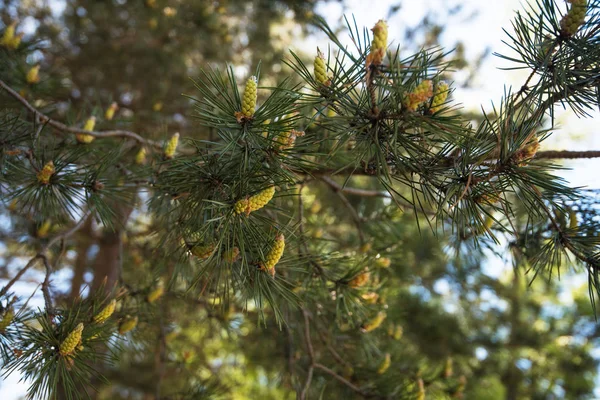 Mountain pine närbild med unga kottar — Stockfoto