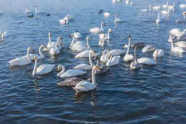 Güzel beyaz boğmaca Kuğu