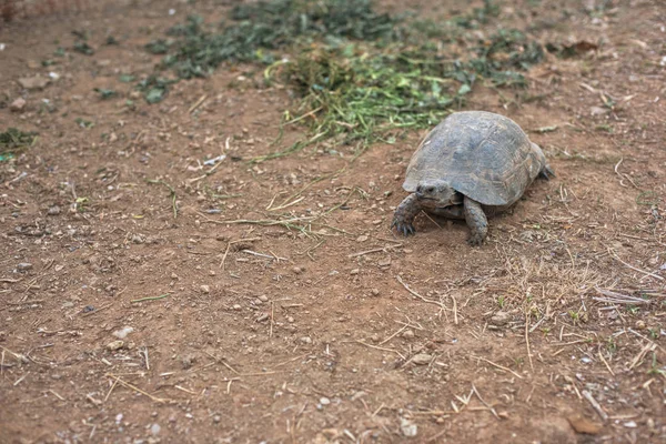 Tortue sur la terre — Photo