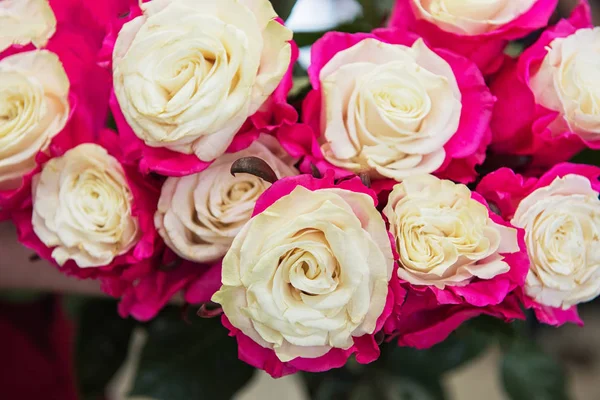 Красивые два цвета роз — стоковое фото