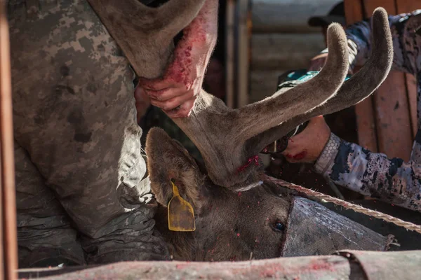 Cutting antlers of Altaic stag maral — Stock Photo, Image