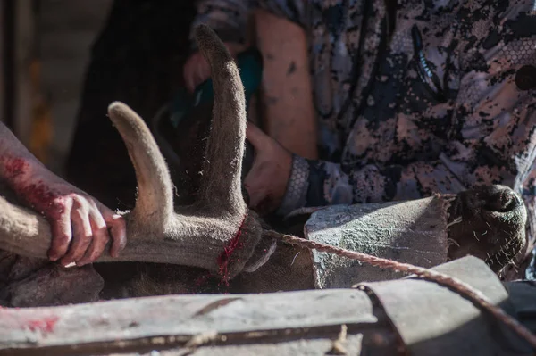 Cutting antlers of Altaic stag maral — Stock Photo, Image