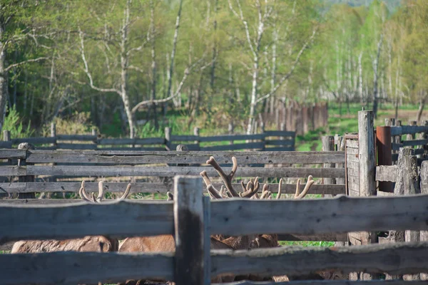 Marals en la granja en Altay — Foto de Stock