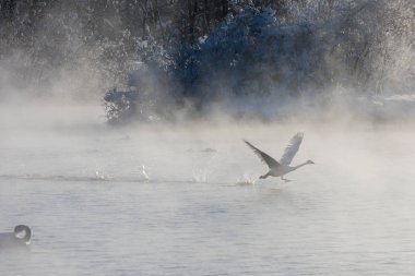 Güzel beyaz boğmaca Kuğu