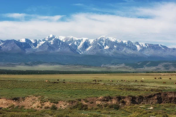 Panorama van Altaj met rivier — Stockfoto