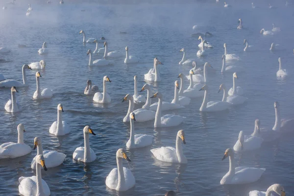 Красиві білі лебеді — стокове фото