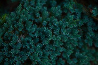 Arka plan doku köknar ağacı dalı