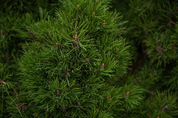 Bakgrundsstruktur av fir trädgrenar — Stockfoto