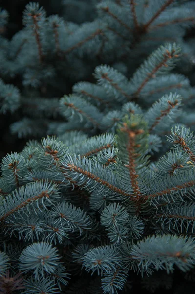 Bakgrundsstruktur av fir trädgrenar — Stockfoto