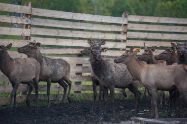 Altay 'daki çiftlikte mareşaller