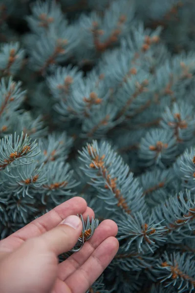 Mannenhand met fir tree — Stockfoto
