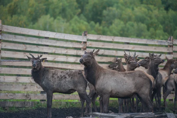 Marals à la ferme en Altay — Photo