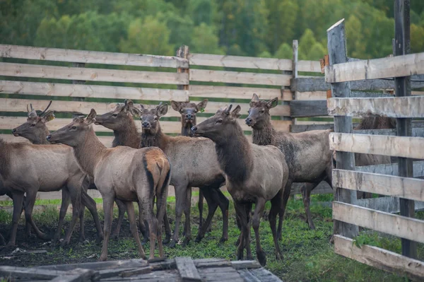 Marals en la granja en Altay —  Fotos de Stock