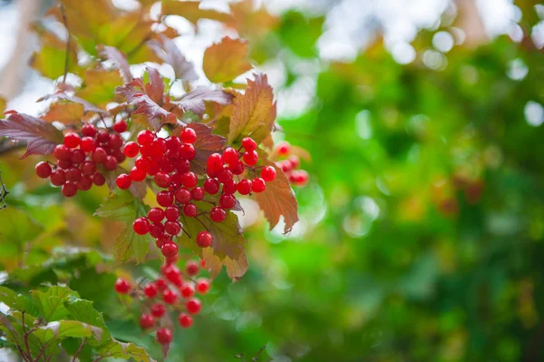 Red viburnum branch berries — Stock Photo, Image