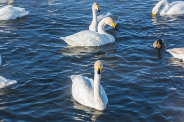 Güzel beyaz boğmaca Kuğu
